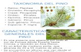 Taxonomia Del Pino