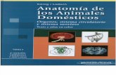 Konig - Tomo 2 - Anatomia de Los Animales Domesticos