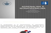 ADRENALINA-NORADRENALINA (1)