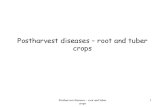Postharvest Diseases Root and Tuber Crops