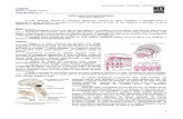 Med Resumos - Fisiologia Gastrintestinal (1).pdf