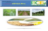18th March,2015 Daily Exclusive ORYZA Rice E_Newsletter by Riceplus Magazine