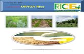 23 February,2015 Daily EXclusive ORYZA Rice E_Newsletter by Riceplus Magazine