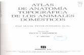 Atlas de Anatomia Topografica de Los Animales Domesticos (Peter Popesko) Tomo III