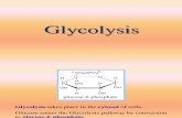 Curs 12 Glycolysis
