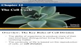 12 Lecture Cell Cycle Kelompok 12 Edited