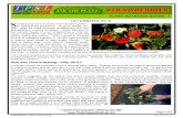 Strawberries Plant Nutrition Notes