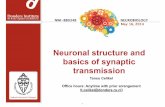 Lecture 2 - Neuronal Structure and Basics of Synaptic Transmission