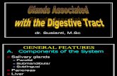 Glands Associated With Digestive-ss