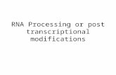 RNA Processing or Post Transcriptional Modifications.