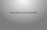 Pancreas Endocrino.pptx