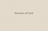 Presentation on Dorsum of Foot