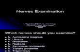 Nerve Examination Leprosy