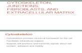 Cytoskeleton, Junctions, Fibroblast and ECM