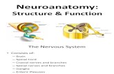 Neuroanatomy Structure AndFunction