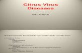 Citrus Virus