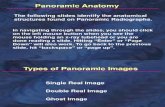 anatomie panoramica