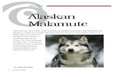 Mundodelperro Alaskan Malamute