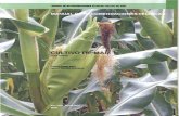 Manual de Cultivo de Maiz