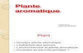 Plante Aromatique