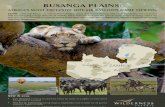 Busanga Plains Promotional Flyer 2013