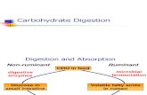 10 Digestion de Carbohidratos.unlocked