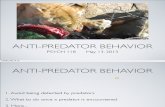 Lecture 12 - Antipredator Behavior