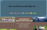 3. Animal Behaviour Ekologi