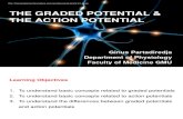 Action Potential 3