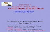 Chap4.1 Eukaryotic Cell