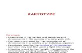 karyotyping visible