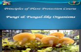 Fungi & Fungal-Like Organisms