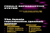 FEMALE REPRODUCTIVE SYSTEM._uterus (lect.18-11)..pptx