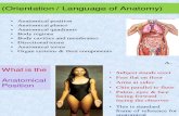 1.1 AP 1 Lab Language of Anatomy