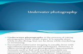 Proiect Engleza - underwater photography