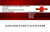 HUMAN EXCRETORY AND reproductive system