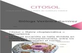 CITOSOL (clase 3)