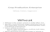 Crop Production Enterprise Wheat Cotton Sugarcane