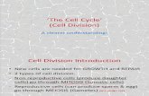 The Cell Cycle Understood