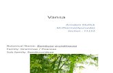 Bamboo (Vansa) The Ayurvedic Medicinal plant