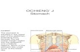 Stomach Dr. Ochieng