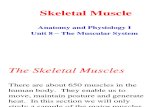 Sistem Otot Muskular 1 (Muscular System)