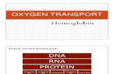 2. Oxygen Transport-Haemoglobin and Myoglobin