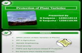 Group- 11 Plant Varieties Protection