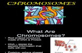 Chromosomes and Chromosome Abnormalities