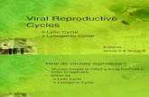 Viral Reproductive Cycles II-Dahlia