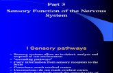 Nervous System Part Three Sensory Function