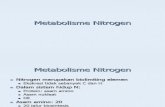2. Metabolisme Nitrogen