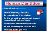 Dental anatomy intro