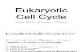 Eukaryotic Cell Cycle